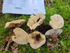 Hydnellum complicatum