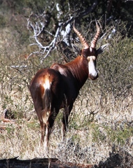 Damaliscus pygargus phillipsi