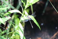 Eusynthemis brevistyla