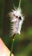 Euproctis haemodetes