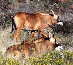 Hippotragus equinus equinus