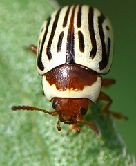 Zygogramma exclamationis