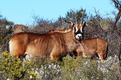 Hippotragus equinus equinus