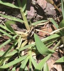 Leptinotarsa tlascalana