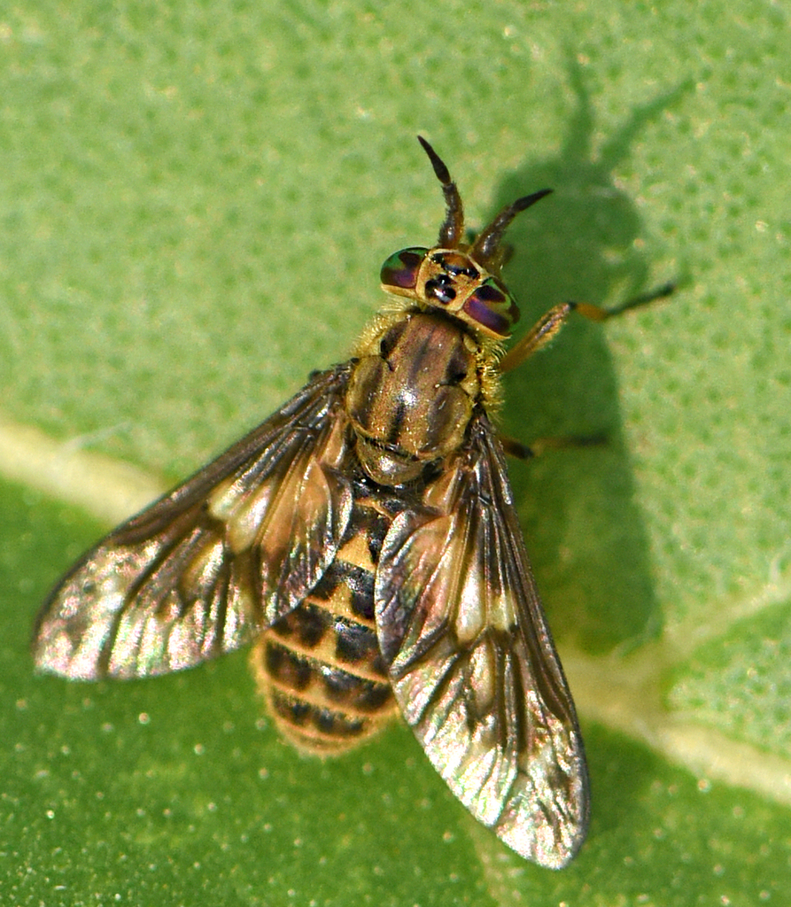 Chrysops fulvaster