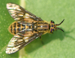Chrysops fulvaster