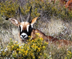 Hippotragus equinus equinus