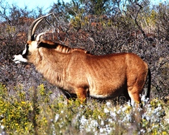 Hippotragus equinus equinus