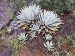 Agave parryi parryi
