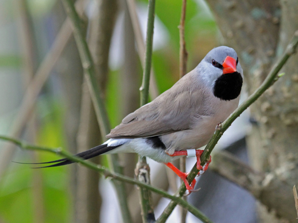 Black-throated Finches