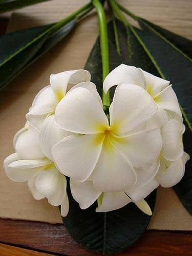 Plumeria krugii