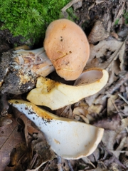 Hydnum subolympicum