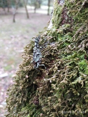 Trachyzulpha formosana