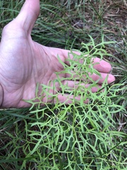 Psacalium decompositum