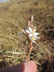 Ornithogalum conicum