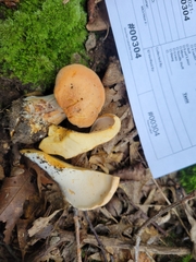 Hydnum subolympicum