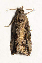 Endothenia nubilana