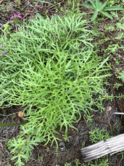 Psacalium decompositum