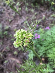 Psacalium decompositum