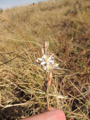 Ornithogalum conicum