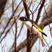 Painted Honeyeater - Photo (c) David Cook, some rights reserved (CC BY-NC)