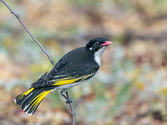 Painted Honeyeater photo 2