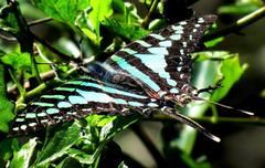 Graphium policenes policenes