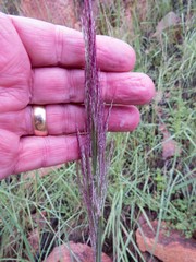Muhlenbergia emersleyi