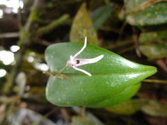 Pleurothallis odobeniceps
