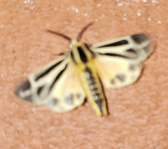 Apantesis carlotta