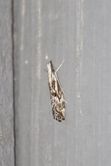 Catoptria oregonicus