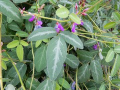 Desmodium batocaulon