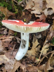 Russula rubescens