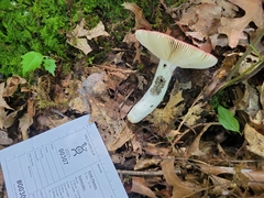 Russula rubescens