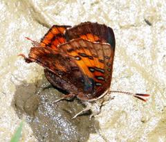 Axiocerses croesus
