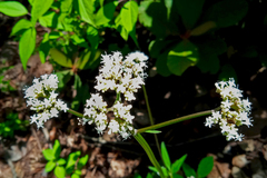Valeriana clematitis