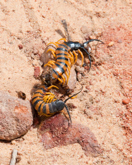 Scolopendra morsitans