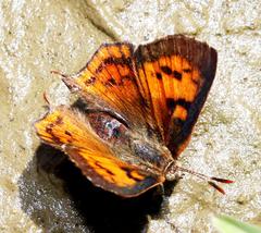 Axiocerses croesus