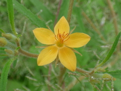 Mentzelia isolata