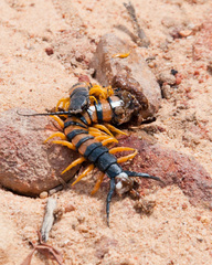 Scolopendra morsitans