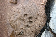 Aonyx capensis capensis