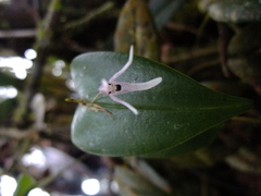 Pleurothallis odobeniceps