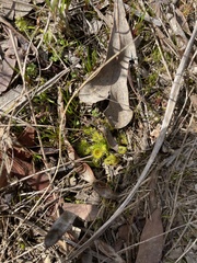 Drosera hookeri