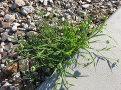 Dactyloctenium radulans