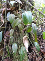 Pleurothallis odobeniceps