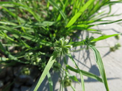 Dactyloctenium radulans