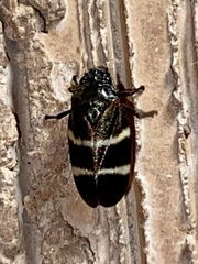 Aeneolamia albofasciata