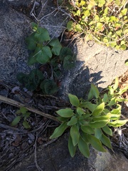 Alstroemeria magnifica