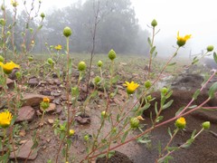 Grindelia arizonica