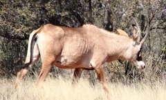 Hippotragus equinus equinus